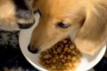 犬がごはんを食べて…の画像
