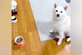 犬のご飯を用意して…の画像