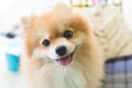 犬が『嬉しそうな顔…の画像
