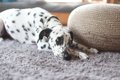 犬が『留守番中』に…の画像