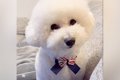 真っ白なフワフワ犬…の画像
