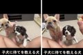 子犬に『まて』を教…の画像