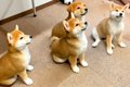 4匹の子犬たちを『同…の画像