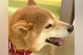 警察から『迷子犬』…の画像