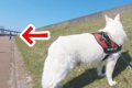 散歩中の大型犬に『…の画像