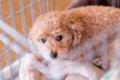 犬が『ケージ』から…の画像