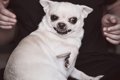 犬が『キレている』…の画像