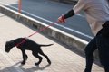 犬がリードを引っ張…の画像
