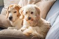 犬の多頭飼いでよく…の画像