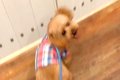 幼稚園へ愛犬を連れ…の画像