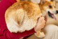 犬が飼い主に『おし…の画像