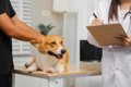 犬の食物アレルギー…の画像
