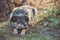 犬が怯える街中の危…の画像