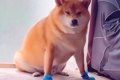 犬の肉球を保護する…の画像