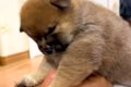 赤ちゃん犬を『パパ…の画像