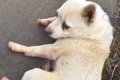 種子島で放浪してい…の画像
