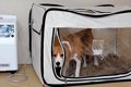 犬に『酸素室に入れ…の画像