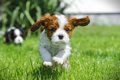 犬の飼い主が『他人…の画像