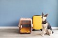 愛犬を預ける時にど…の画像