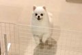 大好きなパパと4日間…の画像