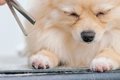トリミングに来たポ…の画像