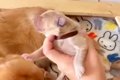 大型犬を飼うため資…の画像