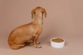 犬が『イヤイヤ期』…の画像