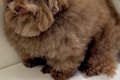 お風呂が苦手な犬→『…の画像