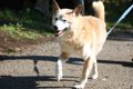 犬の歩行に支障をき…の画像