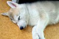 大きい犬を飼うのが…の画像