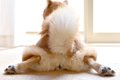 犬の『おなら』が臭…の画像