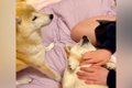 犬たちと『手術ごっ…の画像
