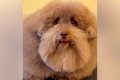 『超モフモフな犬を…の画像