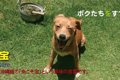 沖縄★止らない迷い犬…の画像