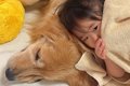 寝ている大型犬→1歳…の画像