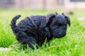 実は犬のウンチが道…の画像