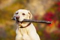 犬が木の棒で遊ぶの…の画像
