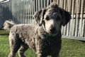 ダップーはどんな犬…の画像