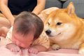 犬の前で『赤ちゃん…の画像