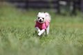 愛犬が『おいでに反…の画像