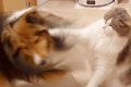 同居猫のことが大好…の画像