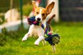 犬のテンションが高…の画像