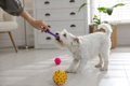 犬の『執着心』が強…の画像