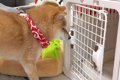 朝、4匹の犬に『ハウ…の画像