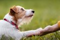 犬が飼い主に伝えた…の画像