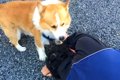 『犬の前で飼い主が…の画像