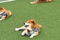 柴犬軍団と『ドッグ…の画像