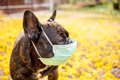 中高齢の犬が『咳き…の画像