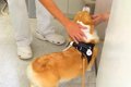 病院の診察室に自ら…の画像