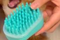 ブラシを噛みたがる…の画像